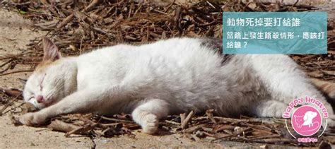 小動物死掉怎麼處理|寵物過世怎麼辦？處理方式、收費標準、注意事項，讓我們與毛寶。